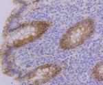 PON2 Antibody in Immunohistochemistry (Paraffin) (IHC (P))