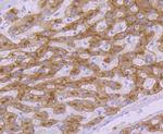 TFR2 Antibody in Immunohistochemistry (Paraffin) (IHC (P))