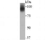 TFR2 Antibody in Western Blot (WB)