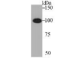 CENPC Antibody in Western Blot (WB)