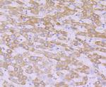 NDUFB8 Antibody in Immunohistochemistry (Paraffin) (IHC (P))