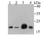 NDUFB8 Antibody in Western Blot (WB)