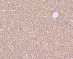 SULT2A1 Antibody in Immunohistochemistry (Paraffin) (IHC (P))