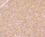 SULT2A1 Antibody in Immunohistochemistry (Paraffin) (IHC (P))