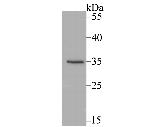 SULT2A1 Antibody in Western Blot (WB)