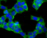 UQCRFS1 Antibody in Immunocytochemistry (ICC/IF)