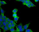 VAMP3 Antibody in Immunocytochemistry (ICC/IF)