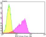 BAZ1B Antibody in Flow Cytometry (Flow)