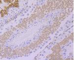 GEF-H1 Antibody in Immunohistochemistry (Paraffin) (IHC (P))