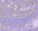 GEF-H1 Antibody in Immunohistochemistry (Paraffin) (IHC (P))