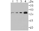 p53DINP1 Antibody in Western Blot (WB)