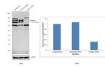 Nicastrin Antibody in Western Blot (WB)