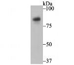 Nicastrin Antibody in Western Blot (WB)