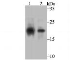 SOCS2 Antibody in Western Blot (WB)