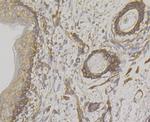 WNK1 Antibody in Immunohistochemistry (Paraffin) (IHC (P))