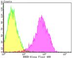 RHEB Antibody in Flow Cytometry (Flow)