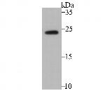 RHEB Antibody in Western Blot (WB)