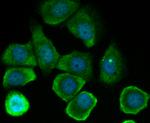 Tetranectin Antibody in Immunocytochemistry (ICC/IF)