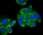 Tetranectin Antibody in Immunocytochemistry (ICC/IF)