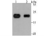 Tetranectin Antibody in Western Blot (WB)