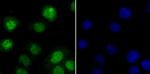 ILF3 Antibody in Immunocytochemistry (ICC/IF)