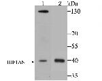 HIF1AN Antibody in Western Blot (WB)