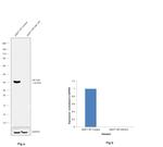 HIF1AN Antibody in Western Blot (WB)