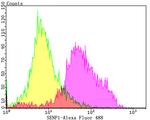 SENP1 Antibody in Flow Cytometry (Flow)