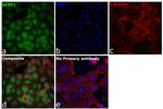 SENP1 Antibody in Immunocytochemistry (ICC/IF)