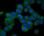 SENP1 Antibody in Immunocytochemistry (ICC/IF)