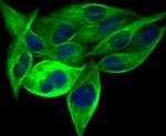 BAP31 Antibody in Immunocytochemistry (ICC/IF)