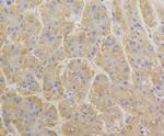 BAP31 Antibody in Immunohistochemistry (Paraffin) (IHC (P))