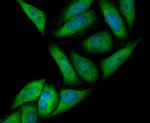 Annexin A4 Antibody in Immunocytochemistry (ICC/IF)