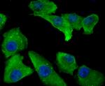 Annexin A4 Antibody in Immunocytochemistry (ICC/IF)