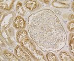 Annexin A4 Antibody in Immunohistochemistry (Paraffin) (IHC (P))