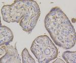 OS9 Antibody in Immunohistochemistry (Paraffin) (IHC (P))