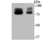 OS9 Antibody in Western Blot (WB)