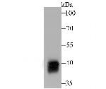 Alcohol Dehydrogenase 1A Antibody in Western Blot (WB)