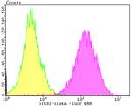 STUB1 Antibody in Flow Cytometry (Flow)