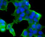 STUB1 Antibody in Immunocytochemistry (ICC/IF)