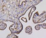 STUB1 Antibody in Immunohistochemistry (Paraffin) (IHC (P))