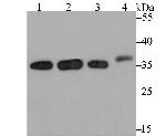 STUB1 Antibody in Western Blot (WB)