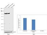 GLI3 Antibody