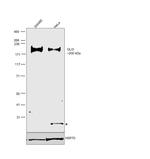 GLI3 Antibody in Western Blot (WB)