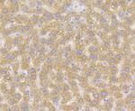 XDH Antibody in Immunohistochemistry (Paraffin) (IHC (P))