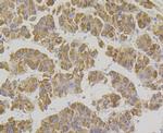 XDH Antibody in Immunohistochemistry (Paraffin) (IHC (P))