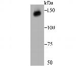 XDH Antibody in Western Blot (WB)