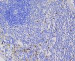 NCF2 Antibody in Immunohistochemistry (Paraffin) (IHC (P))