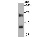 NCF2 Antibody in Western Blot (WB)