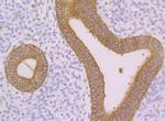 Nudel Antibody in Immunohistochemistry (Paraffin) (IHC (P))